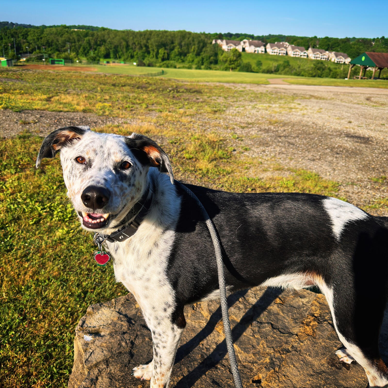 Malcolm, Nick's Heeler/Hound Mix
