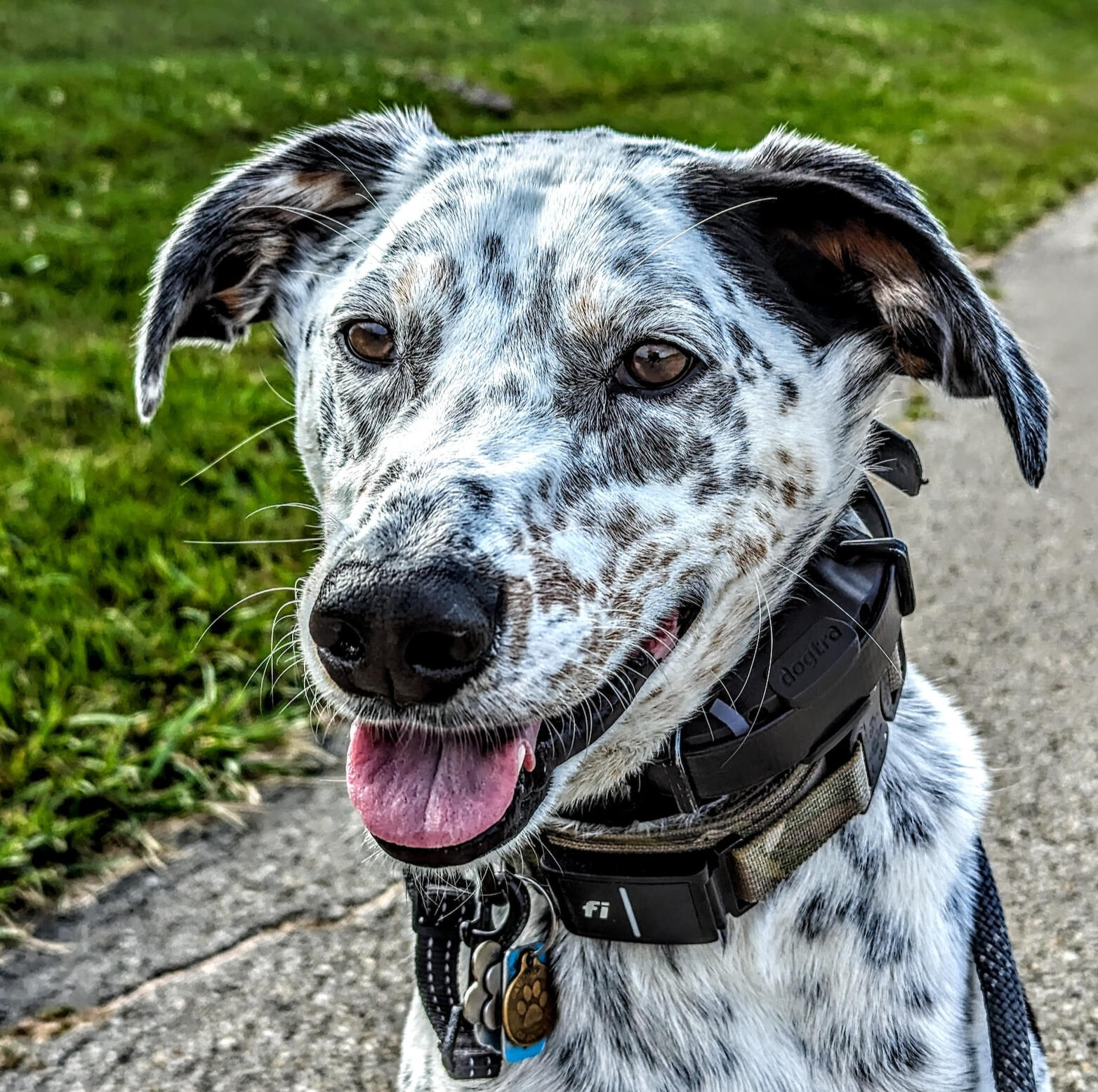 Malcolm, Nick's Heeler/Hound Mix